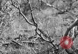 Standbild Ptarmigan Alaska USA, 1929, aus Sekunde 33 historischem Filmmaterial Videoclip 65675051272