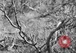 Standbild Ptarmigan Alaska USA, 1929, aus Sekunde 38 historischem Filmmaterial Videoclip 65675051272