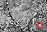 Standbild Ptarmigan Alaska USA, 1929, aus Sekunde 39 historischem Filmmaterial Videoclip 65675051272