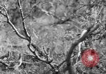 Standbild Ptarmigan Alaska USA, 1929, aus Sekunde 41 historischem Filmmaterial Videoclip 65675051272