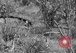 Standbild Ptarmigan Alaska USA, 1929, aus Sekunde 45 historischem Filmmaterial Videoclip 65675051272