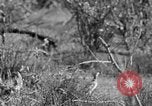 Standbild Ptarmigan Alaska USA, 1929, aus Sekunde 46 historischem Filmmaterial Videoclip 65675051272