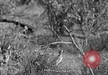 Standbild Ptarmigan Alaska USA, 1929, aus Sekunde 47 historischem Filmmaterial Videoclip 65675051272