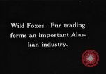 Image of Wild Fox Alaska USA, 1929, second 1 stock footage video 65675051273