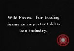 Image of Wild Fox Alaska USA, 1929, second 5 stock footage video 65675051273