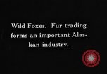 Image of Wild Fox Alaska USA, 1929, second 6 stock footage video 65675051273