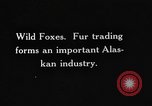 Image of Wild Fox Alaska USA, 1929, second 7 stock footage video 65675051273
