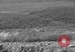 Image of Wild Fox Alaska USA, 1929, second 8 stock footage video 65675051273
