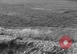 Image of Wild Fox Alaska USA, 1929, second 9 stock footage video 65675051273