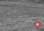 Image of Wild Fox Alaska USA, 1929, second 12 stock footage video 65675051273