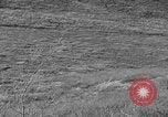 Image of Wild Fox Alaska USA, 1929, second 14 stock footage video 65675051273