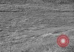 Image of Wild Fox Alaska USA, 1929, second 15 stock footage video 65675051273