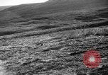 Image of Wild Fox Alaska USA, 1929, second 17 stock footage video 65675051273