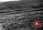 Image of Wild Fox Alaska USA, 1929, second 19 stock footage video 65675051273