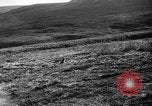 Image of Wild Fox Alaska USA, 1929, second 20 stock footage video 65675051273