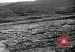 Image of Wild Fox Alaska USA, 1929, second 21 stock footage video 65675051273