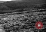 Image of Wild Fox Alaska USA, 1929, second 22 stock footage video 65675051273