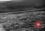 Image of Wild Fox Alaska USA, 1929, second 23 stock footage video 65675051273