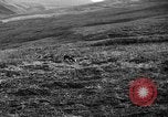Image of Wild Fox Alaska USA, 1929, second 25 stock footage video 65675051273