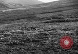 Image of Wild Fox Alaska USA, 1929, second 26 stock footage video 65675051273
