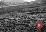 Image of Wild Fox Alaska USA, 1929, second 27 stock footage video 65675051273