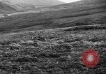 Image of Wild Fox Alaska USA, 1929, second 28 stock footage video 65675051273