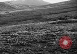 Image of Wild Fox Alaska USA, 1929, second 29 stock footage video 65675051273