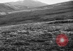 Image of Wild Fox Alaska USA, 1929, second 30 stock footage video 65675051273