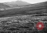 Image of Wild Fox Alaska USA, 1929, second 31 stock footage video 65675051273