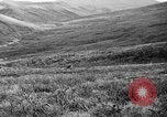 Image of Wild Fox Alaska USA, 1929, second 32 stock footage video 65675051273