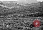 Image of Wild Fox Alaska USA, 1929, second 33 stock footage video 65675051273