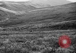 Image of Wild Fox Alaska USA, 1929, second 34 stock footage video 65675051273