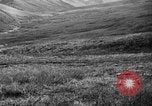 Image of Wild Fox Alaska USA, 1929, second 35 stock footage video 65675051273