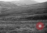 Image of Wild Fox Alaska USA, 1929, second 36 stock footage video 65675051273