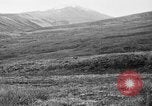 Image of Wild Fox Alaska USA, 1929, second 37 stock footage video 65675051273