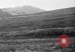 Image of Wild Fox Alaska USA, 1929, second 38 stock footage video 65675051273