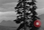Image of Dall mountain sheep Alaska USA, 1929, second 15 stock footage video 65675051274
