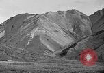 Image of Dall mountain sheep Alaska USA, 1929, second 36 stock footage video 65675051274