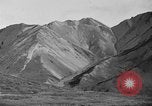 Image of Dall mountain sheep Alaska USA, 1929, second 37 stock footage video 65675051274