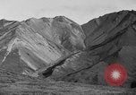 Image of Dall mountain sheep Alaska USA, 1929, second 39 stock footage video 65675051274