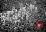Image of igloo creek Alaska United States USA, 1925, second 5 stock footage video 65675051279