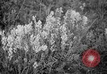 Image of igloo creek Alaska United States USA, 1925, second 6 stock footage video 65675051279