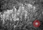 Image of igloo creek Alaska United States USA, 1925, second 7 stock footage video 65675051279