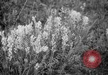 Image of igloo creek Alaska United States USA, 1925, second 9 stock footage video 65675051279