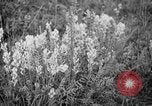Image of igloo creek Alaska United States USA, 1925, second 10 stock footage video 65675051279
