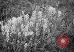 Image of igloo creek Alaska United States USA, 1925, second 11 stock footage video 65675051279