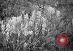 Image of igloo creek Alaska United States USA, 1925, second 13 stock footage video 65675051279