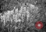 Image of igloo creek Alaska United States USA, 1925, second 14 stock footage video 65675051279