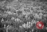 Image of igloo creek Alaska United States USA, 1925, second 16 stock footage video 65675051279