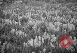 Image of igloo creek Alaska United States USA, 1925, second 17 stock footage video 65675051279